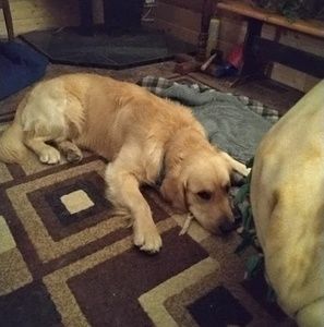 Meet your Posher, Kenneth